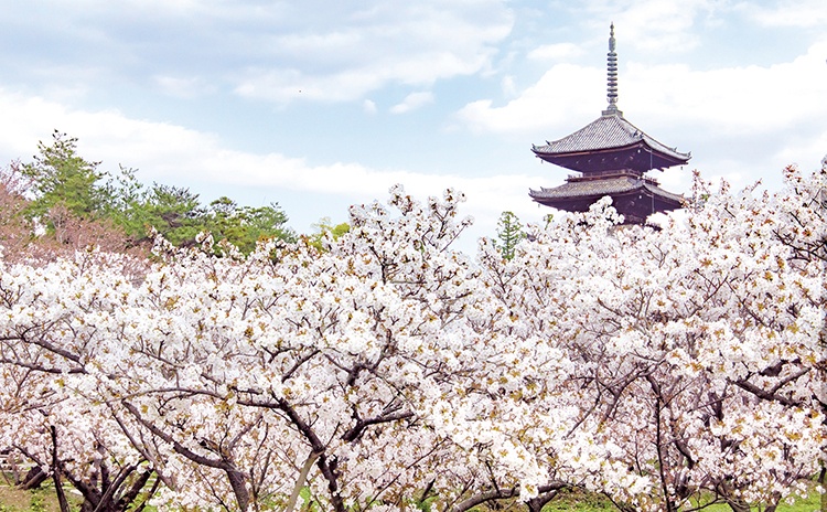 平安時代に始まる春の楽しみ。京都とお花見