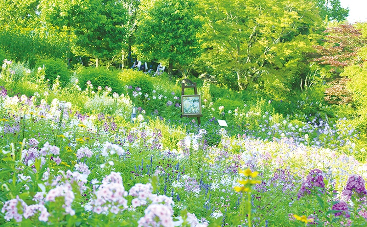 夏の花が咲くガーデンミュージアム比叡へ【京都】