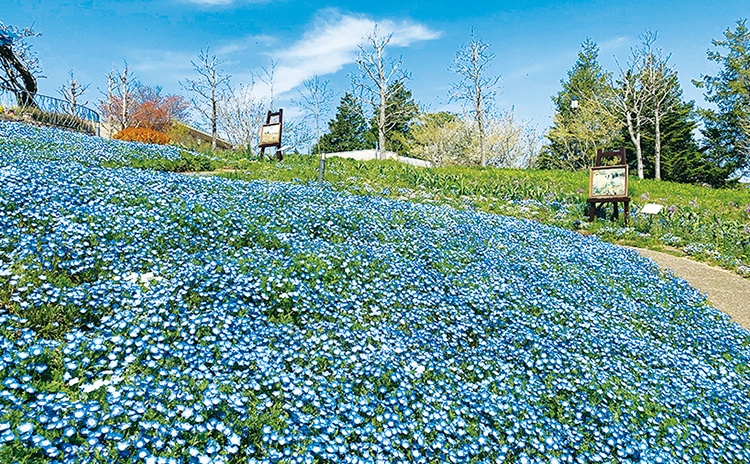 比叡山頂の庭園美術館で春の花々やアートを満喫【京都】