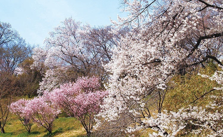 58品種・約190本の桜が、3月下旬から約1カ月にわたり順次見頃を迎えます。中には「新錦（しんにしき）」など花が緑色に色づく珍しい桜も