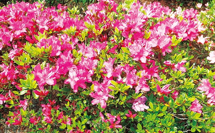 4月から5月初旬にかけて、赤や白、ピンク色のヒラドツツジの花が園内を彩ります