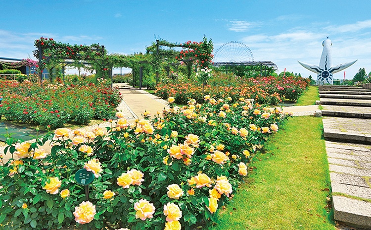 約250品種のバラが栽培される「平和のバラ園」。見頃となる5月上旬から6月上旬は、色とりどりのバラが咲き誇ります