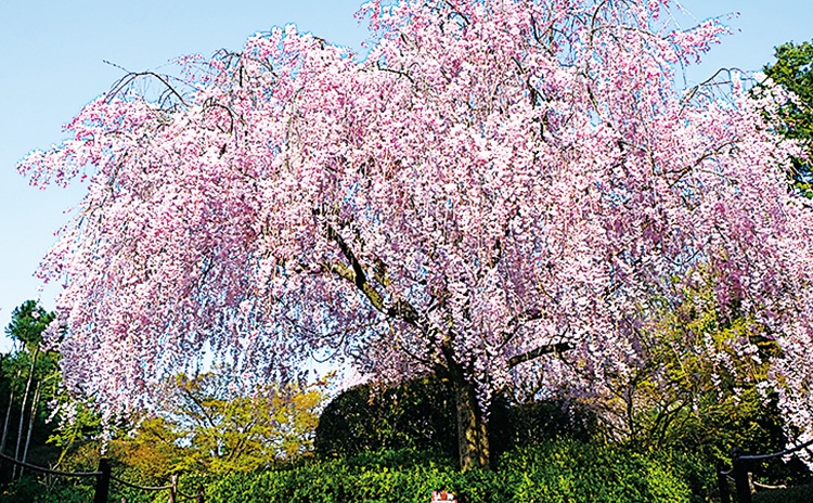 大覚寺・妙心寺 退蔵院・龍安寺。京都の桜の名所をバスで巡ろう【京都】