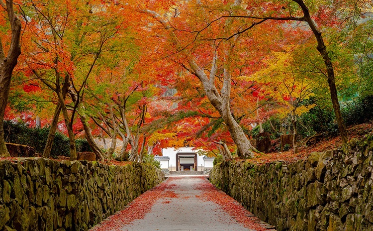 琴坂の木々が紅葉したらこんな景色に！