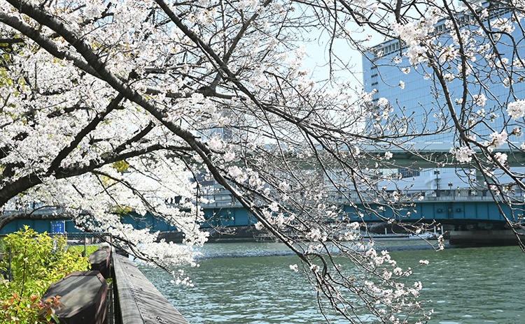 桜満開の天満橋でお花見！オススメのお弁当【大阪】