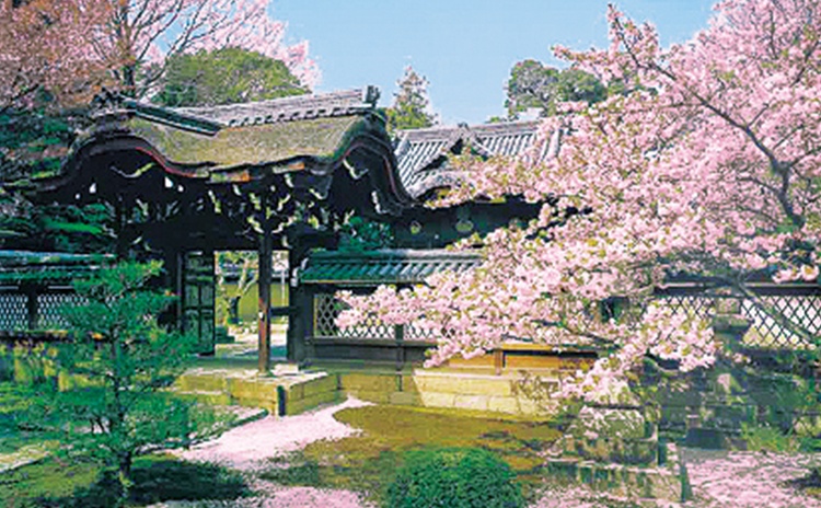 桜と名庭を訪ねるバスの旅で春の京都を満喫