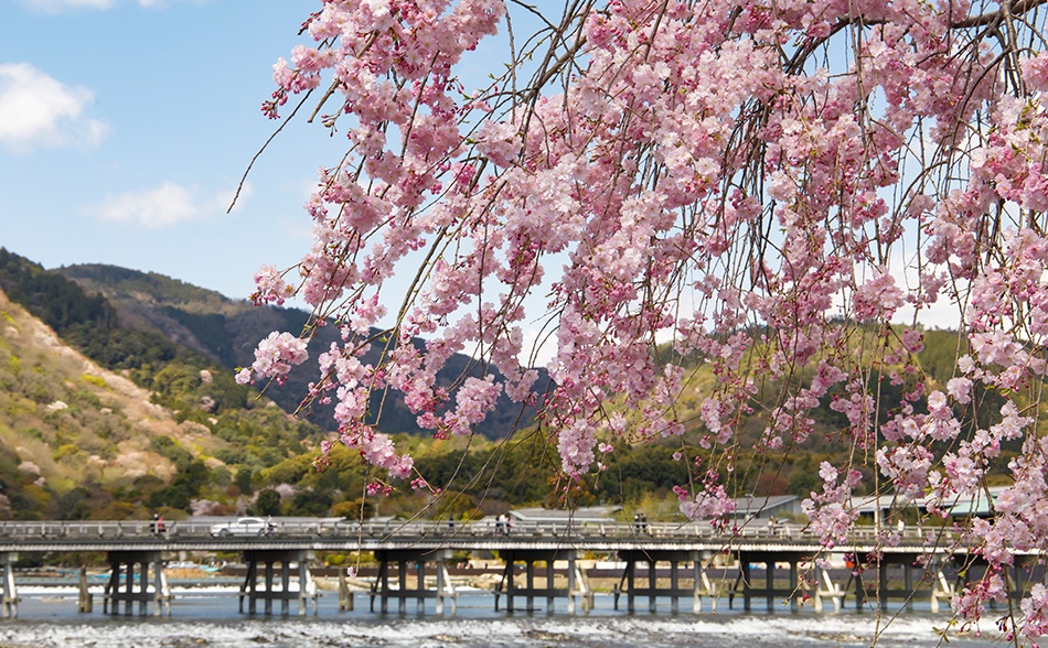 古くから桜の名所として知られる京都・嵐山公園。桜越しに望む渡月橋と嵐山は風情たっぷり。【嵐山公園】電話：075-861-0012（京都嵐山保勝会）／交通アクセス：嵐電（京福電車）嵐山駅下車 南へ徒歩約5分