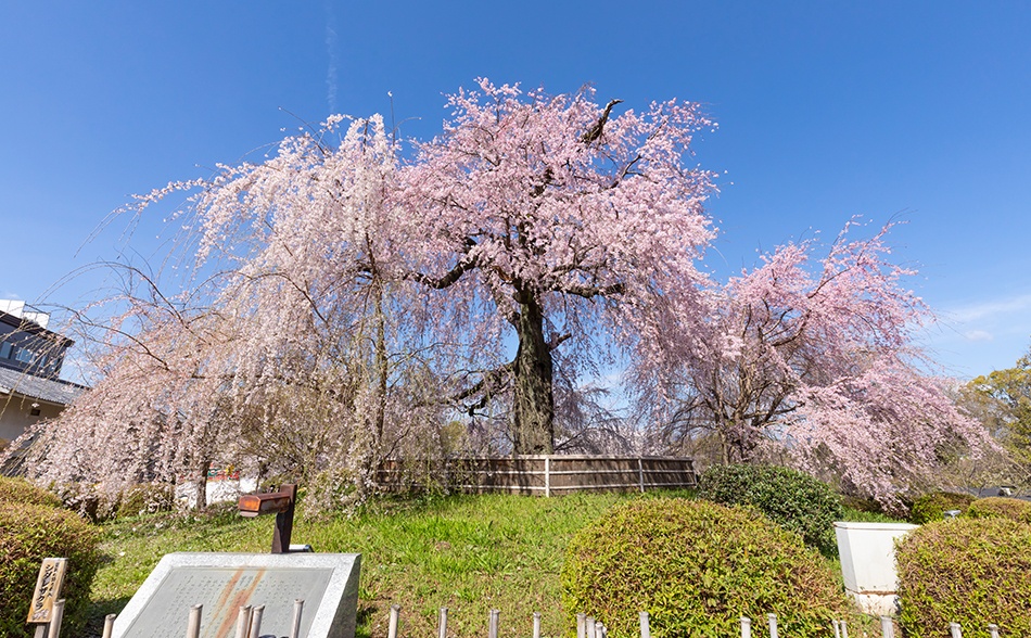 円山公園は八坂神社の境内に隣接する京都市内最古の公園で、国の名勝。桜の名所として知られ、園内には約680本の桜が咲く。なかでも園内中央にある「祇園枝垂れ桜」は圧倒的な美しさ。ライトアップで浮かび上がる夜の姿も必見。<br>【円山公園】電話：075-561-1350（京都市都市緑化協会）／交通アクセス：祇園四条駅下車 東へ徒歩約10分