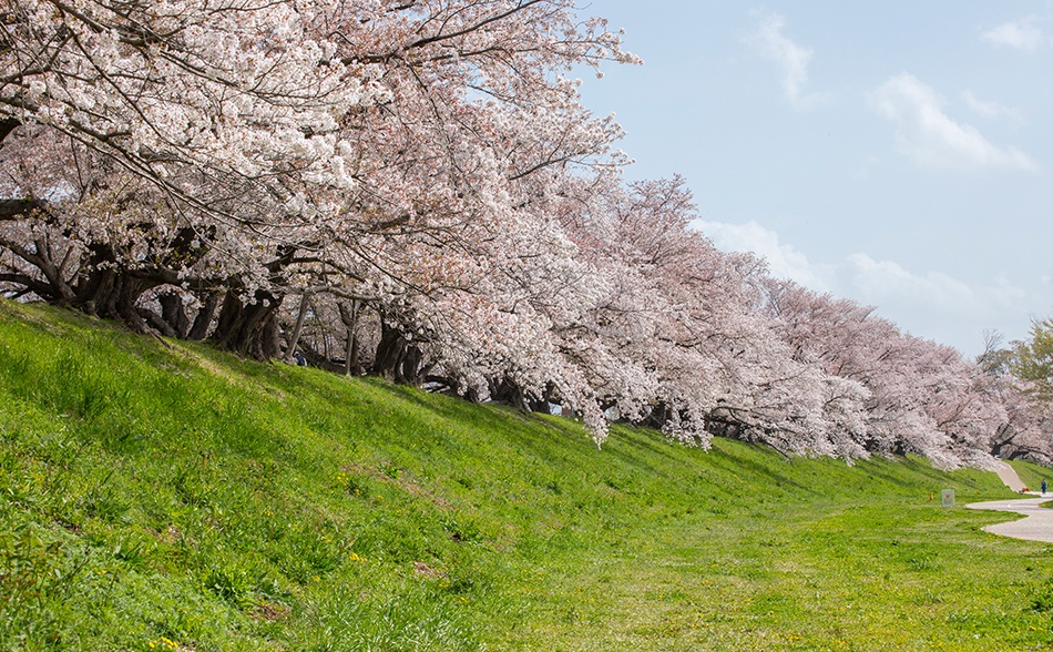 木津川と宇治川に挟まれた背割堤。川沿いには約1.4kmにわたって約220本のソメイヨシノが咲き、まるで桜のトンネルのような景色が楽しめる。3月25日～4月9日には「令和5年 背割堤さくらまつり」を開催。【淀川河川公園背割堤地区】電話：075-633-5120（さくらであい館）／交通アクセス：石清水八幡宮駅下車 北へ徒歩約10分