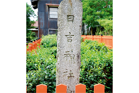 日吉大社が管理する「日吉茶園」は、坂本比叡山口駅からすぐの場所