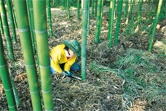 伐採した竹は油抜きをし、3年以上乾燥させた後、ようやく製品作りの素材になります