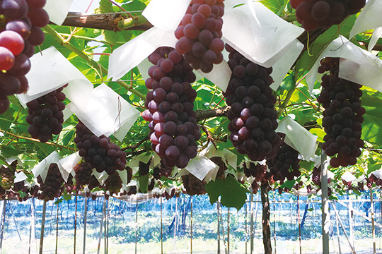 田中ぶどう園では、通常の半分以下に農薬を抑えた「大阪エコ農産物」の認証も受けています