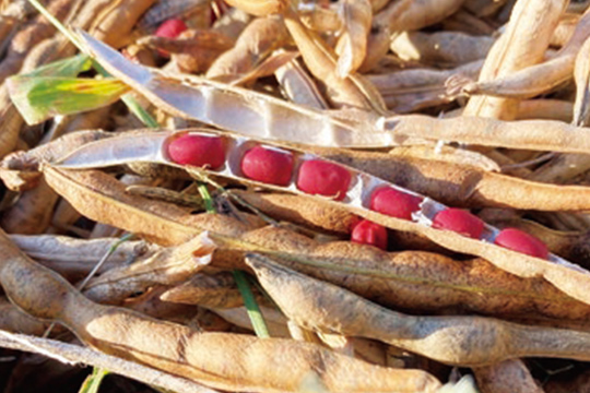 名水の里としても知られる高島市にある畑では、農薬を使わず小豆を育て、完熟させてから収穫します