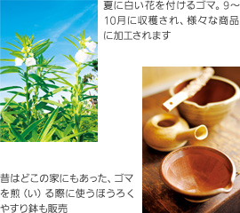 （左）夏に白い花を付けるゴマ。9～10月に収穫され、様々な商品に加工されます （右）昔はどこの家にもあった、ゴマを煎（い）る際に使うほうろくやすり鉢も販売