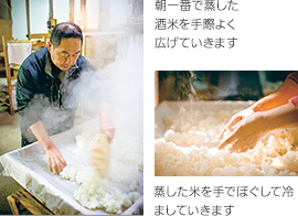 朝一番で蒸した酒米を手際よく広げていきます　蒸した米を手でほぐして冷ましていきます