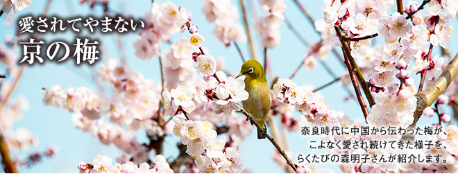 [愛されてやまない京の梅] 奈良時代に中国から伝わった梅が、こよなく愛され続けてきた様子を、らくたびの森明子さんが紹介します。