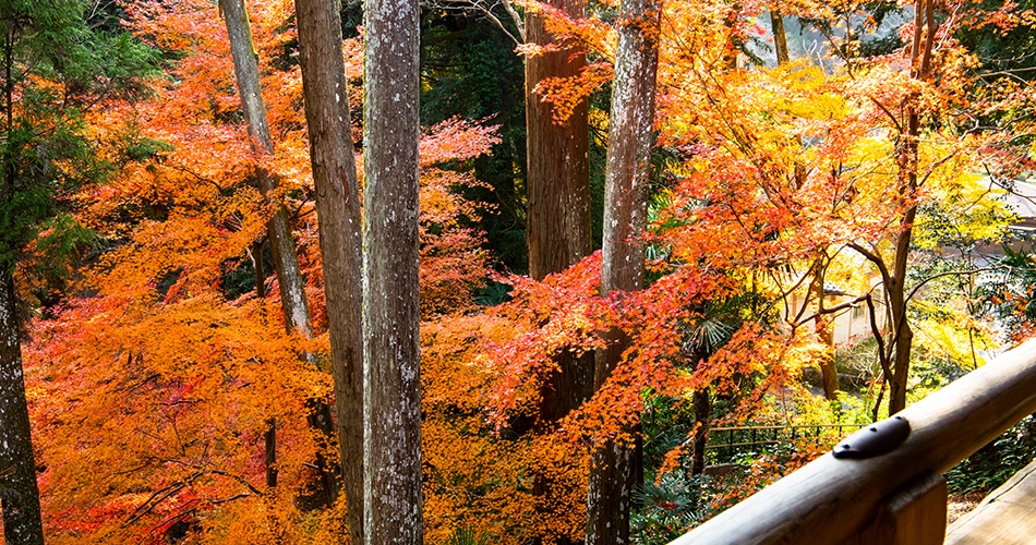 京阪沿線の紅葉