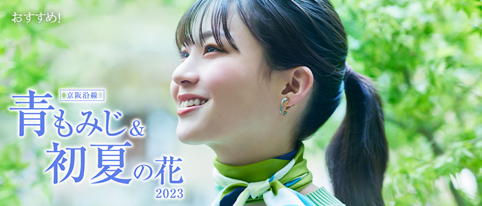 京阪沿線 青もみじ＆初夏の花2023（青もみじ）