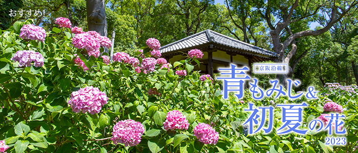 京阪沿線 青もみじ＆初夏の花2023（あじさい）