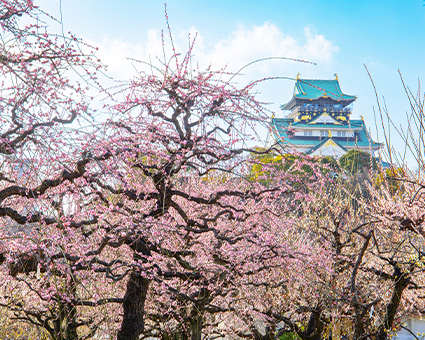 城 梅 大阪 春を感じさせる梅 大阪城公園の梅林で咲き始めました